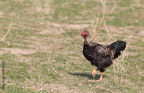 chicken on the nature