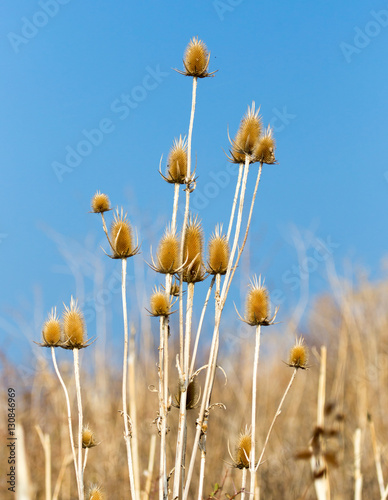 Dry prickly plant against the blue sky
