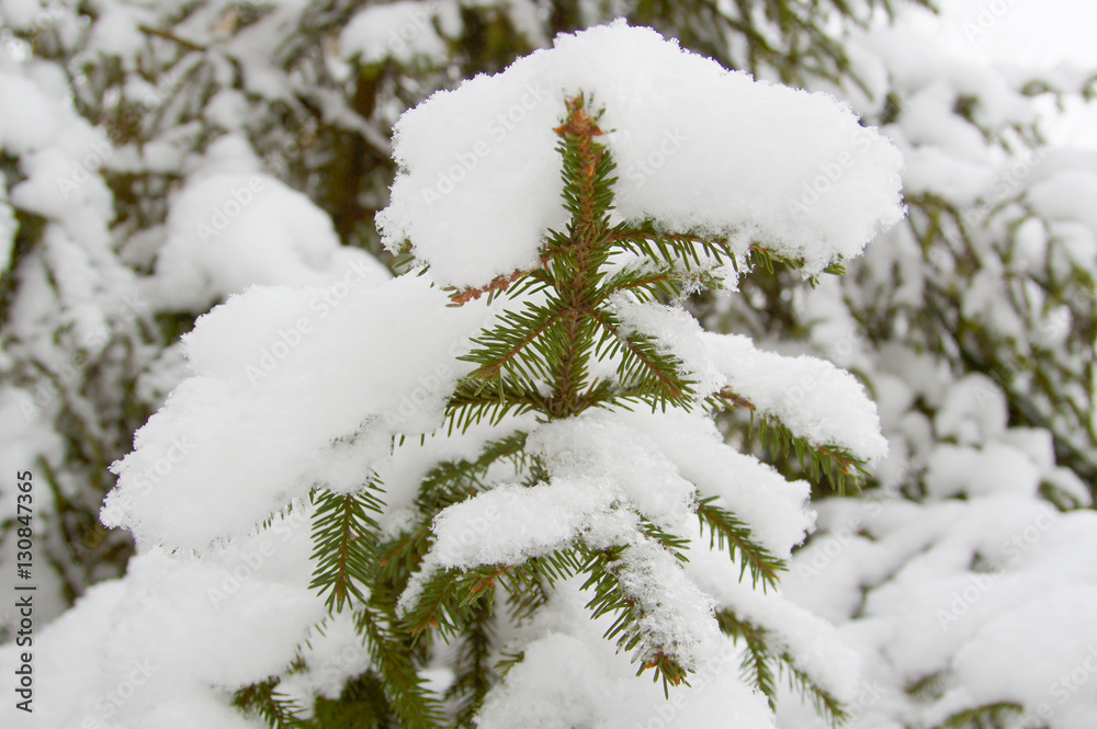 christmas tree (pine)