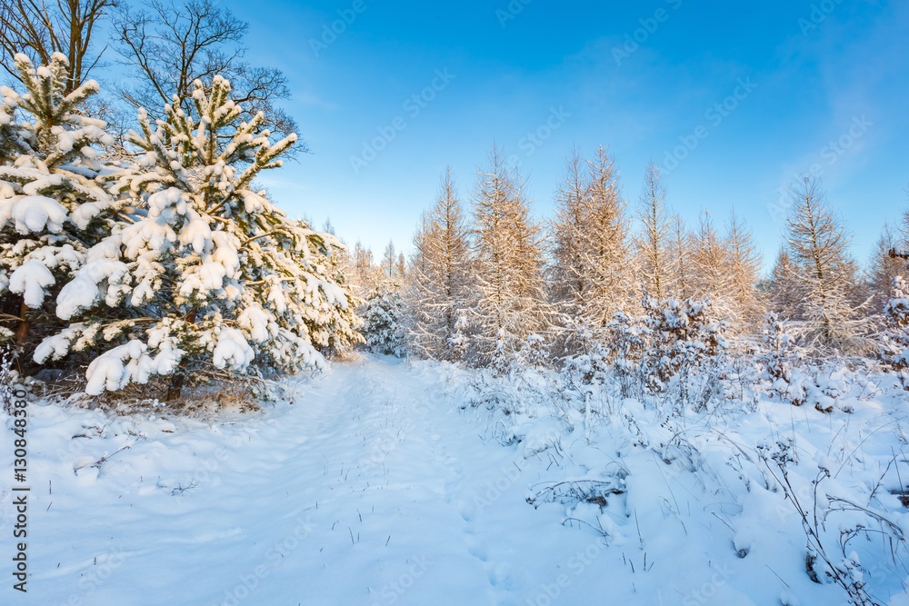 custom made wallpaper toronto digitalFantastic morning winter landscape