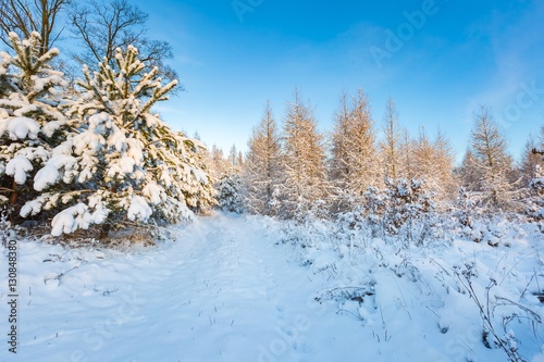 Wallpaper Mural Fantastic morning winter landscape Torontodigital.ca