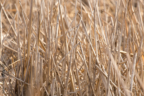 bulrush outdoors in autumn