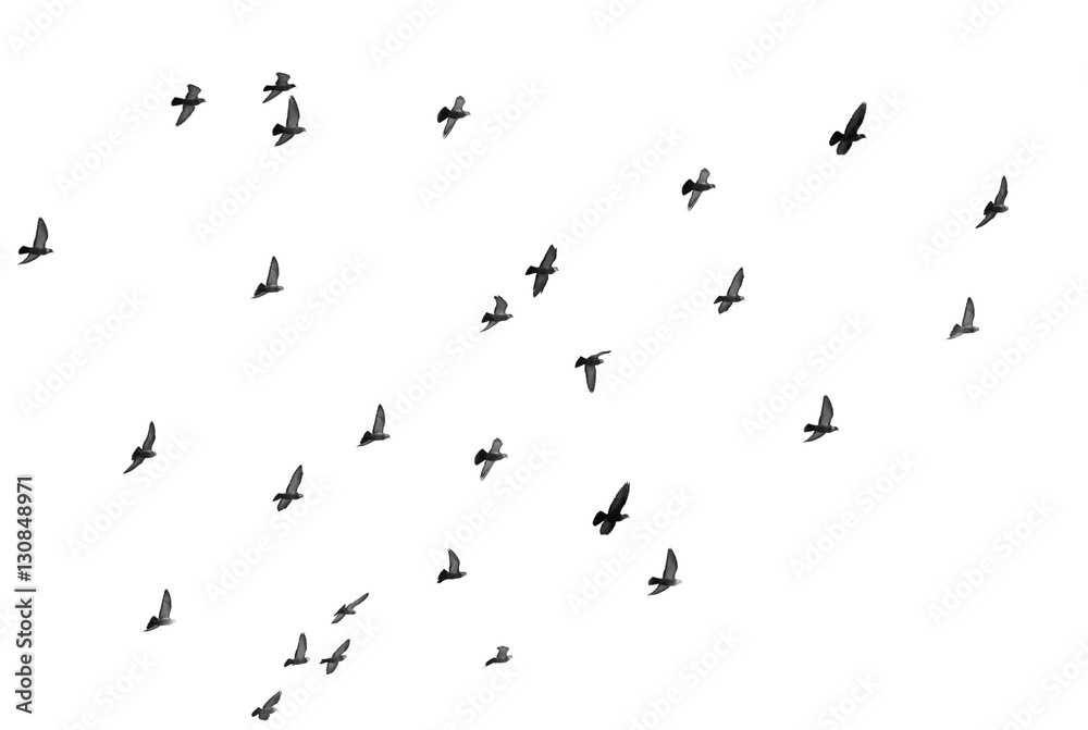 flock of pigeons on a white background