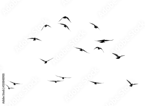 flock of pigeons on a white background © schankz