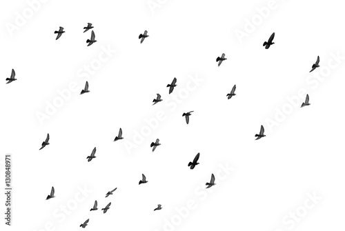 flock of pigeons on a white background © schankz