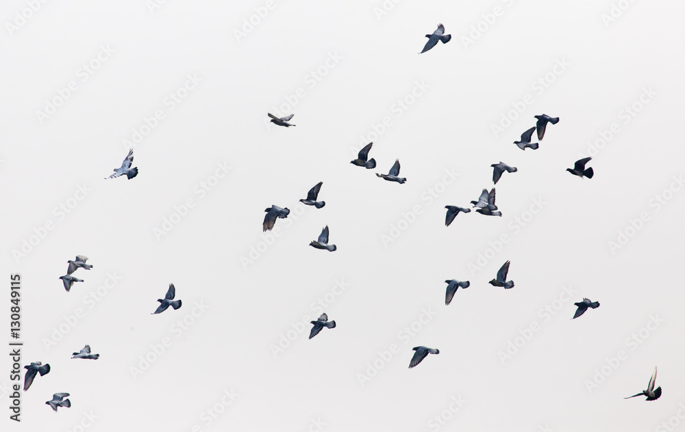 a flock of pigeons in the gray sky a flock of pigeons in the gray sky