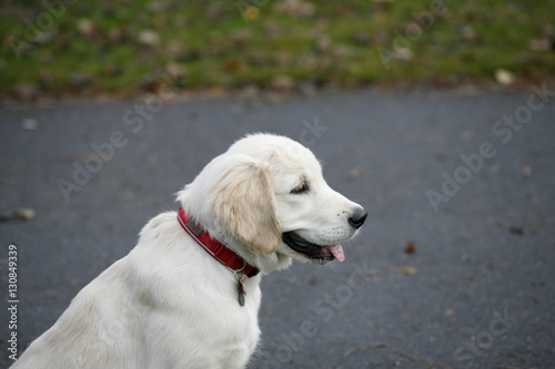 Golden retriever puppy in the park