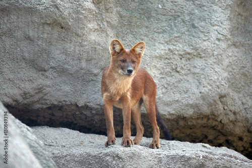 Red wolf in the zoo