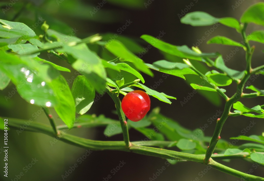 Wild Huckleberry