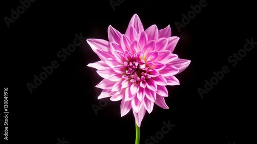 Time lapse - Blooming Pink Dahlia Flower, Close Shot
