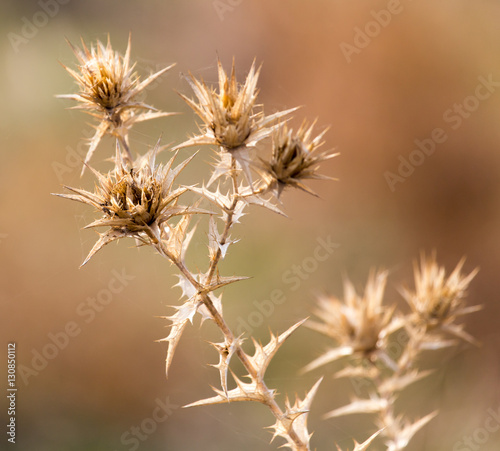 Dry prickly plant in nature