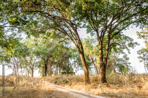 Horizontal photo in color of many tress beside a dirtroad in a sunny day