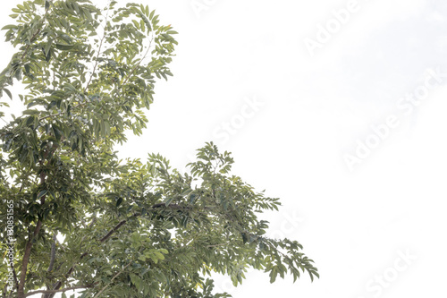 group of green leaf and skygreen leaf from garden,green leaf make oxygen and part of tree photo