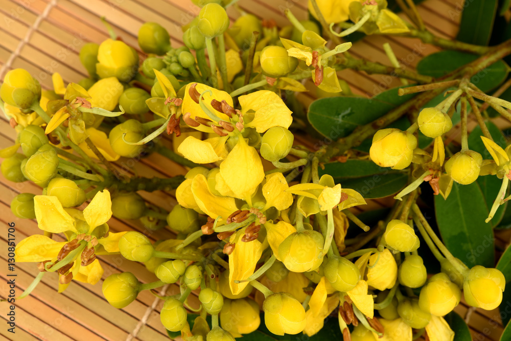 Obraz premium Siamese senna, Siamese cassia, Cassod tree, Thai copperpod (Senna siamea (Lam.) H.S.Irwin & Barneby), flowers, vegetables or herbs with medicinal properties.