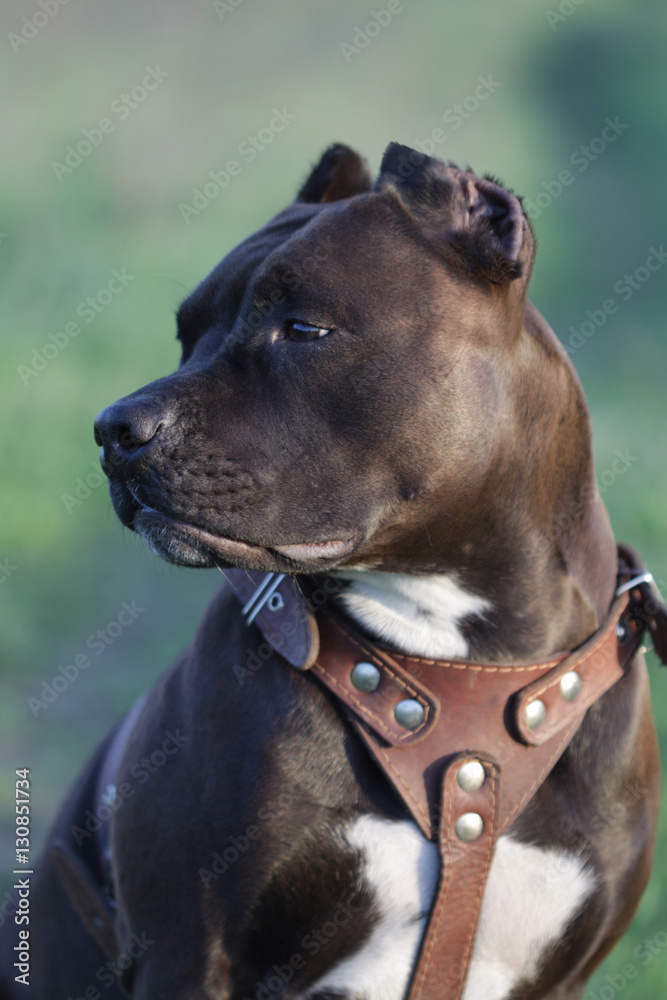 Amstaff stock photo