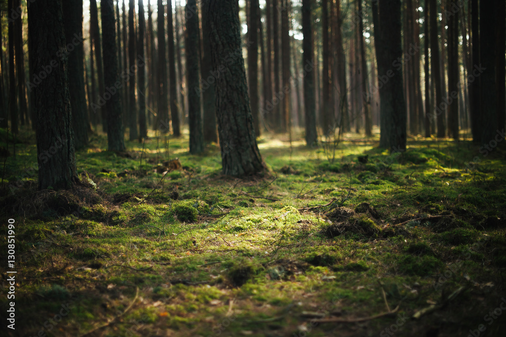 Fototapeta premium glowing moss in a dense forest
