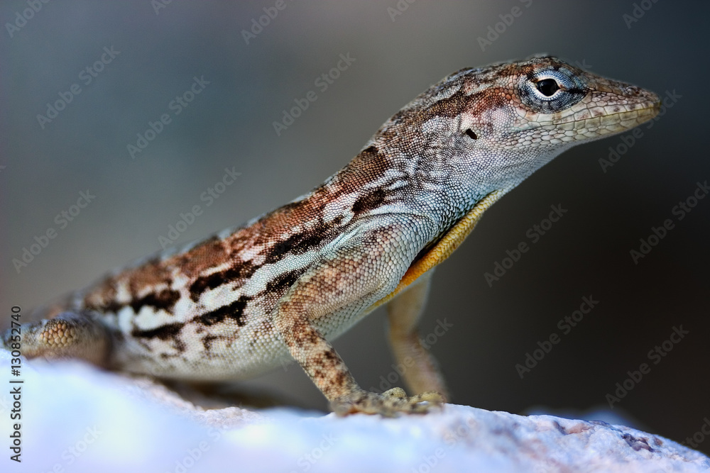 Naklejka premium Striped Anole, Anolis Lineatus