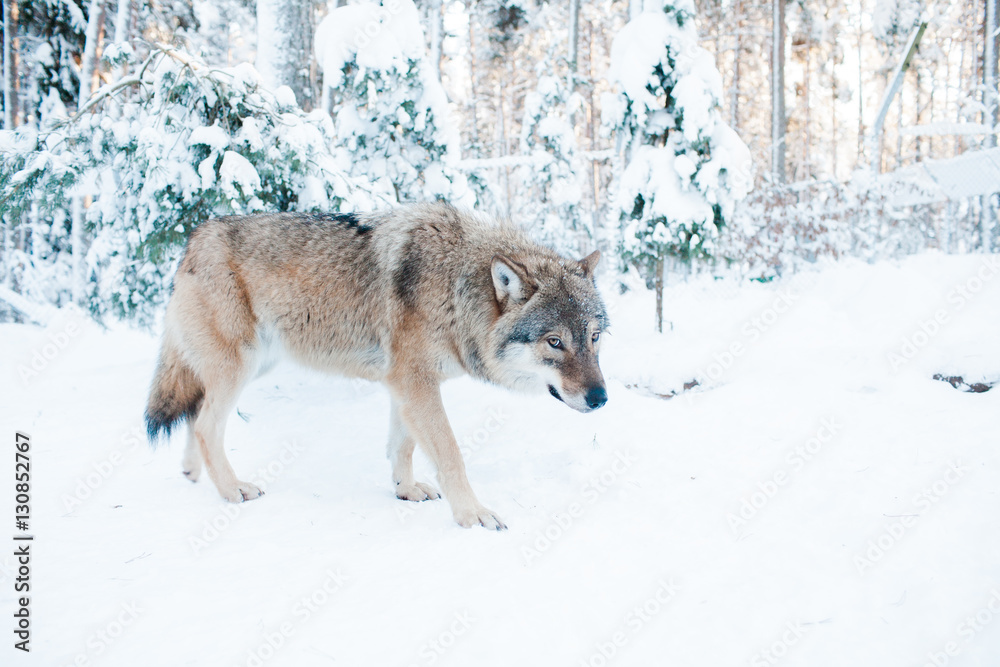 Grey wolf portrait in snowy winter landscape