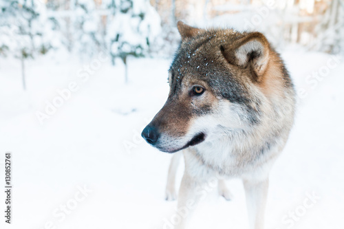 Grey wolf portrait in snowy winter landscape