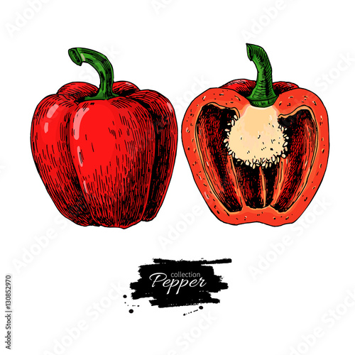 Pepper hand drawn vector illustration. Vegetable Isolated object half and full.