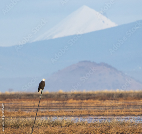Cuadro en lienzo Bald Eagle Perched on a Pole in the Lower Klamath Wildlife Refug