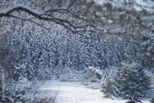 winterliche Tannenbäume