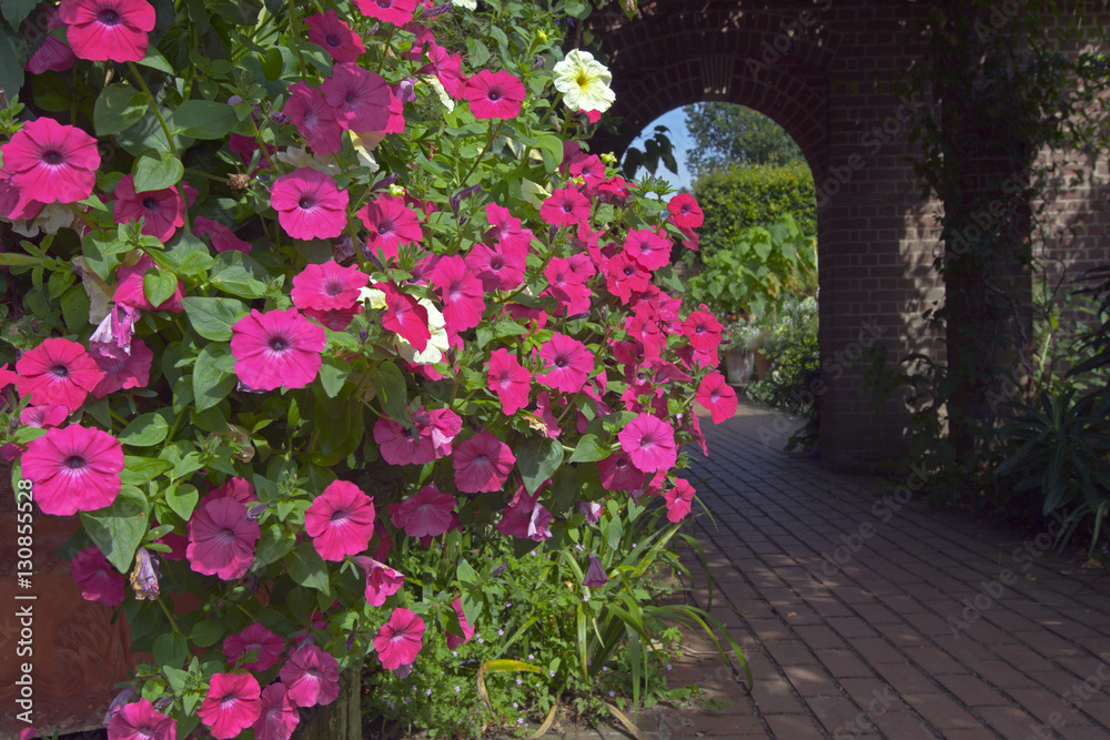 Pink Petunia in containers in garden July