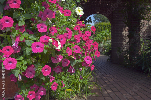 Fototapeta Naklejka Na Ścianę i Meble -  Pink Petunia in containers in garden July