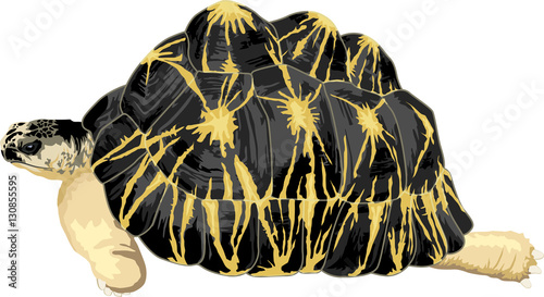 vector radiated tortoise