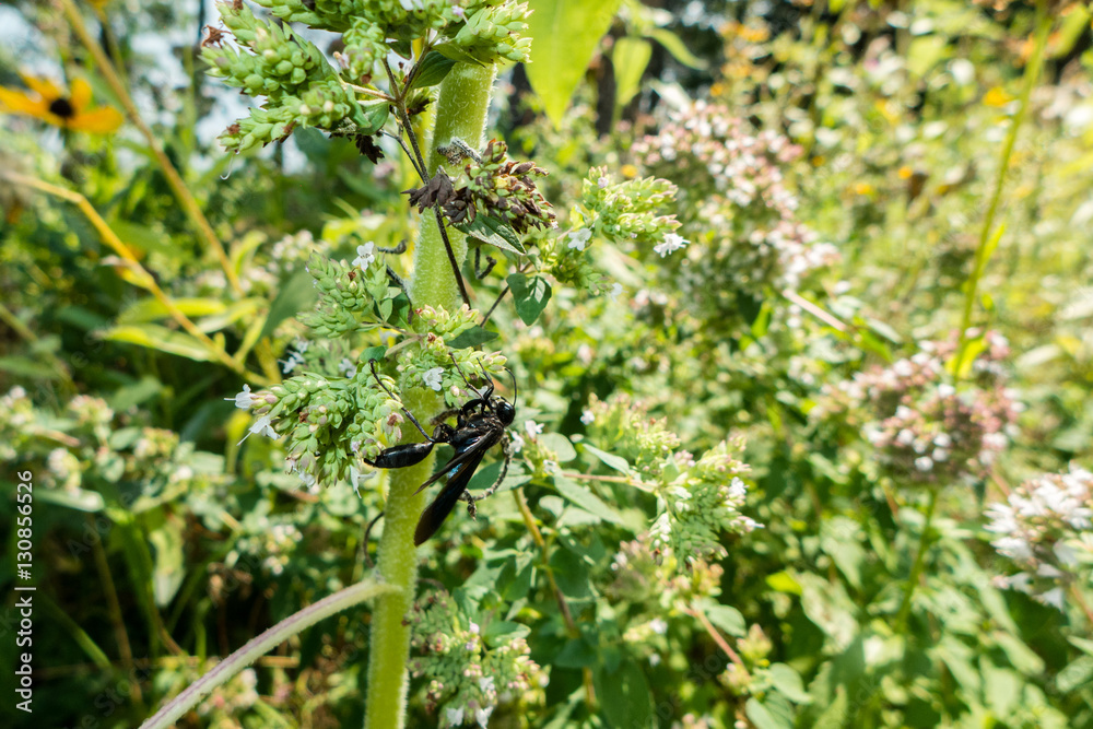 Blue Mud Dauber (Chalybion californicum) wasp on green leaf Blue Mud Dauber (Chalybion californicum) wasp on green leaf