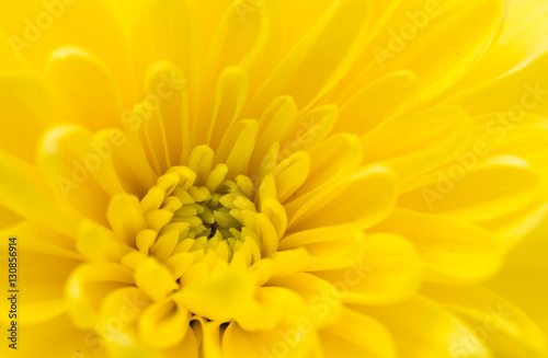 Yellow flower as a background