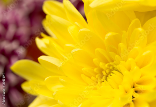 Yellow flower as a background