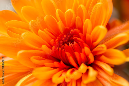 Fototapeta Naklejka Na Ścianę i Meble -  orange flower as a background