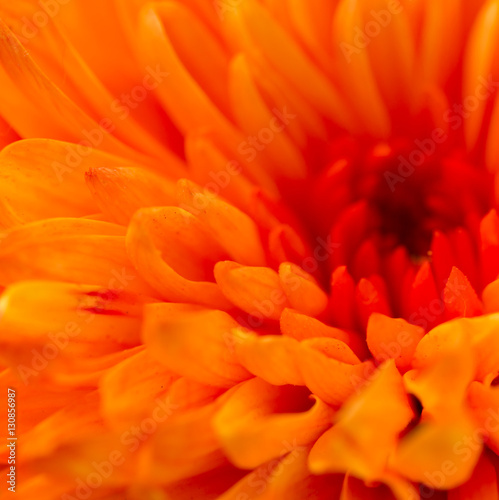 orange flower as a background