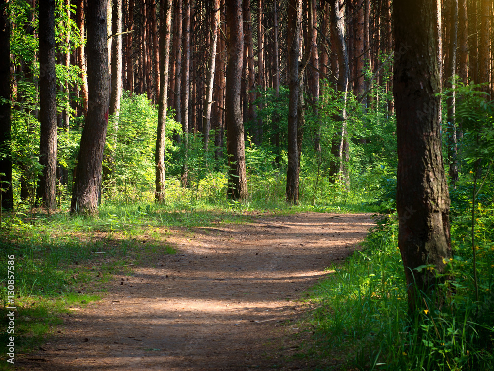 Naklejka premium A road in a green forest.