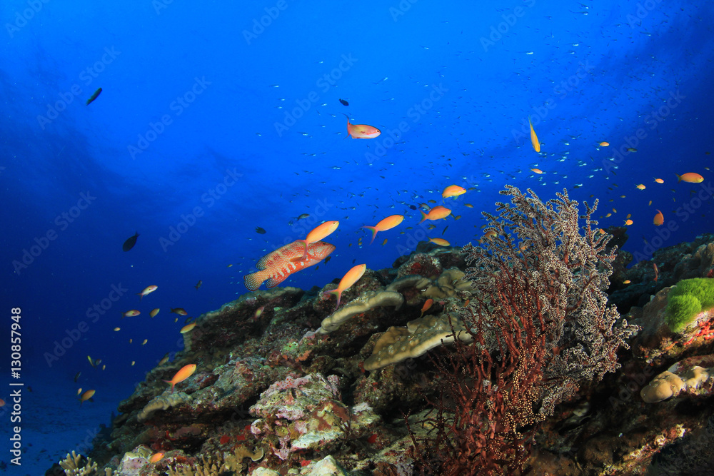 Fish and coral reef in ocean