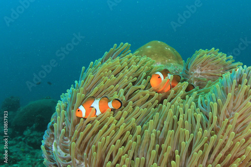 Clownfish nemo fish anemonefish