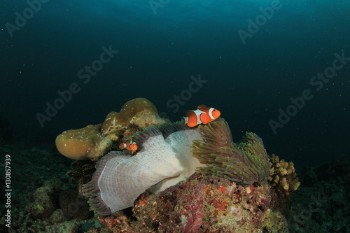 Clownfish nemo fish anemonefish photo