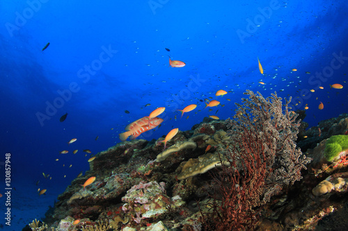 Fototapeta Naklejka Na Ścianę i Meble -  Fish and coral reef in ocean