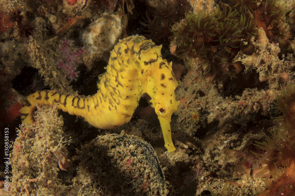 Tigertail Seahorse. Yellow Sea Horse