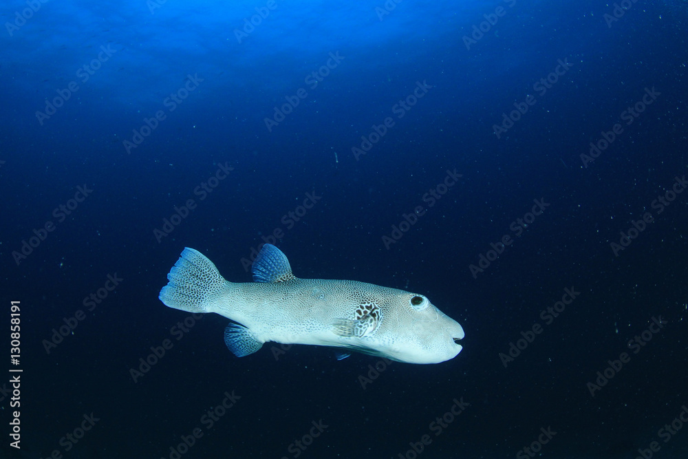 Pufferfish puffer fish Pufferfish puffer fish
