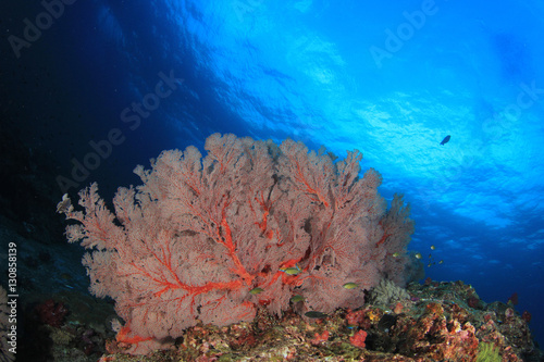 Coral reef and fish underwater
