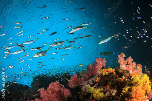 Fototapeta Naklejka Na Ścianę i Meble -  Fish school on coral reef in Indian Ocean