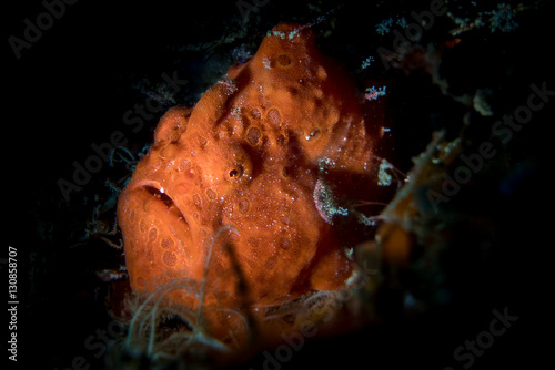 Painted frogfish (Antennarius pictus) in the Lembeh Strait
