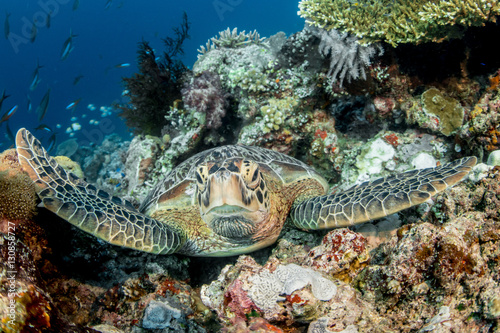Green turtle (Chelonia mydas) sitting on coral in Nabucco / Indones