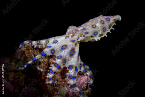 Blue-ringed Octopus (Hapalochlaena sp.) with black background