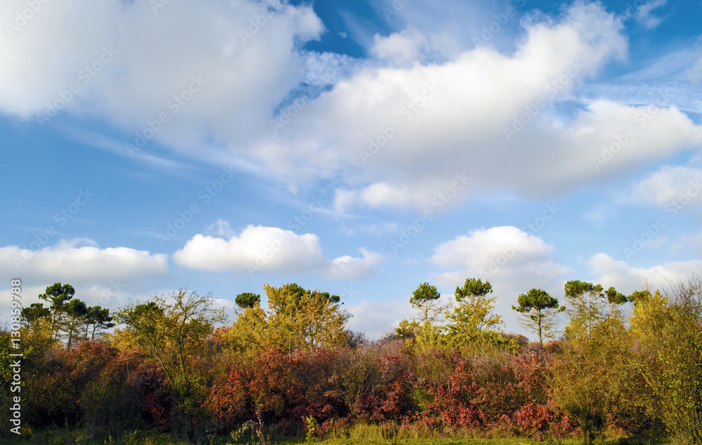Fototapeta premium Wonderful landscape of autumn in bright golden and red colors with blue sky and beautiful shiny clouds above them