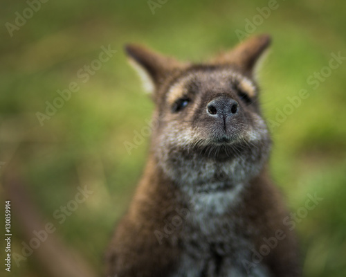 Portrait of a cute wallaby © naruedom