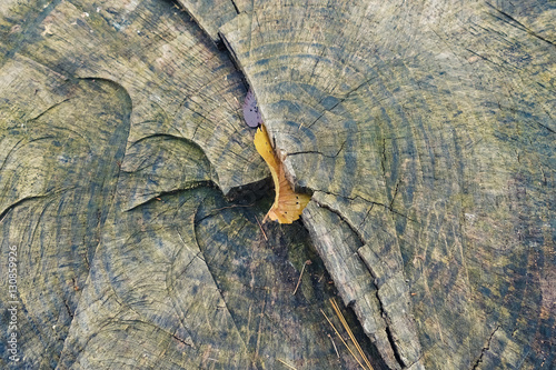 Section of a trunk of a tree and leaves