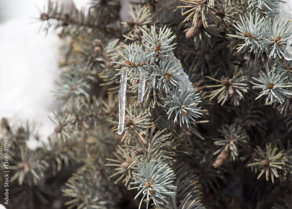 pine in snow in winter pine in snow in winter